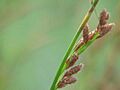 Restio tetraphyllus1