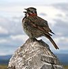 Rufous-collared Sparrow.jpg