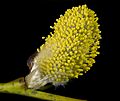 Salix caprea Male