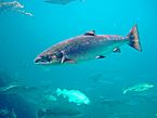 Archivo:Salmo trutta Trout Aquarium Atlanterhavsparken Norway