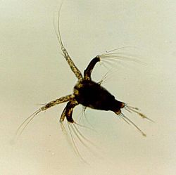 Archivo:Shrimp nauplius