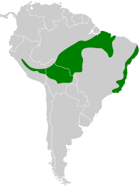 Thamnophilus palliatus map