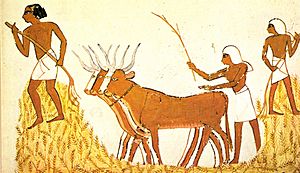 Archivo:Trilla del trigo en el Antiguo Egipto