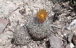 Turbinicarpus mandragora ssp. zaragozae (Glass and Foster) J. Lüthy.jpg