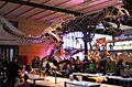Tyranosaurus Rex 28-12-2007 15-01-16