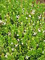 Vaccinium macrocarpon01