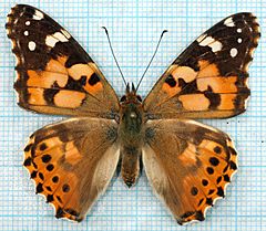 Vanessa cardui-o.jpg