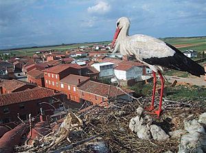 Archivo:Villamuñiocigueña