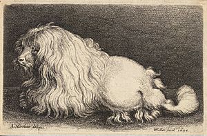 Archivo:Wenceslas Hollar - A poodle, after Matham