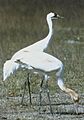 Whooping Cranes USFWS