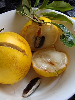 Archivo:Abiu-fruta do Abieiro