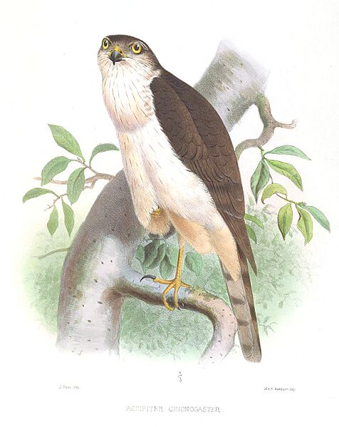 AccipiterChionogasterSmit