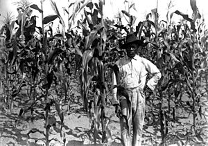 Archivo:African American farmer in corn field, Alachua County, Florida