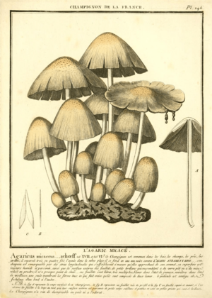 Archivo:Agaricus micaceus Bulliard