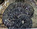 Agkistrodon bilineatus 2