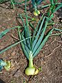Allium cepa 004