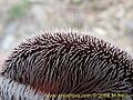 Aristolochia chilensis 3