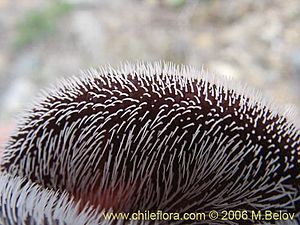 Archivo:Aristolochia chilensis 3