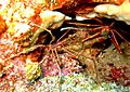 Arrow Crabs on Cobblers Reef