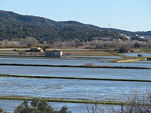 Archivo:Arrozales del entorno fluvial de Vinallop (Tortosa, comarca Bajo Ebro)