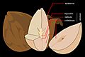 Avocado seed diagram-ES