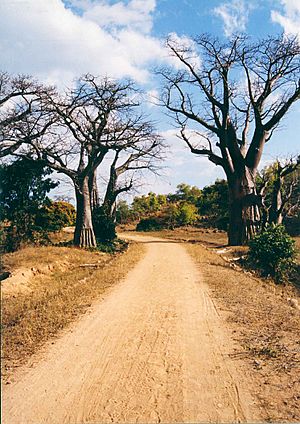 Archivo:Baobab trees likoma island