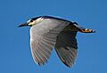 Black Crowned Night Heron upper Los Gatos Creek 2009 Mercury Freedom