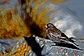 Black Rosy-Finch