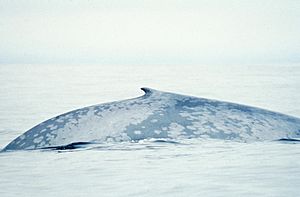 Archivo:Blue Whale 004 noaa dorsal