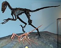 Archivo:Buitreraptor-Deinonychus