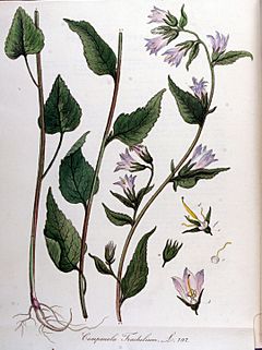 Archivo:Campanula trachelium — Flora Batava — Volume v10
