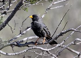 Carbonated Sierra-finch (Phrygilus carbonarius) (15775486009).jpg