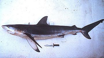 Archivo:Carcharhinus obscurus