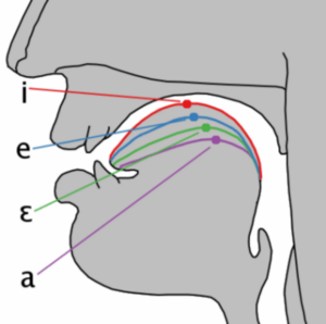 Archivo:Cardinal vowel tongue position-front
