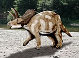 Archivo:Coahuilaceratops NT
