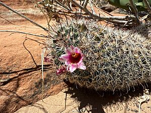 Archivo:Cochemiea tetrancistra 10