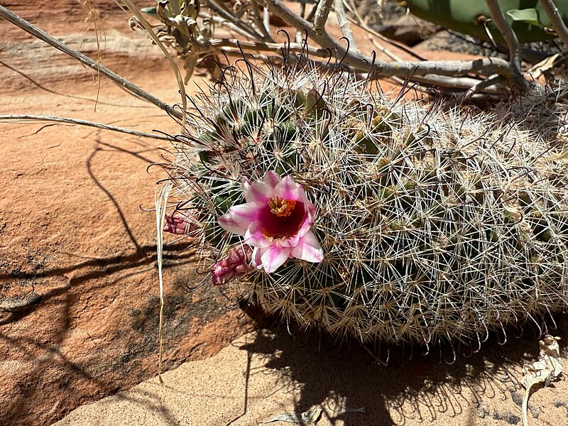 Cochemiea tetrancistra 10