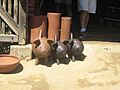 Cochon pomaire 108