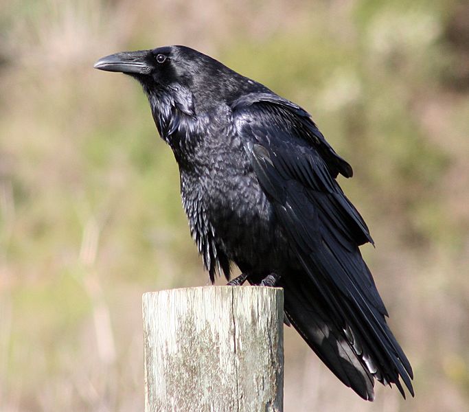 Common raven by David Hofmann