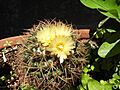 Coryphantha ottonis 1