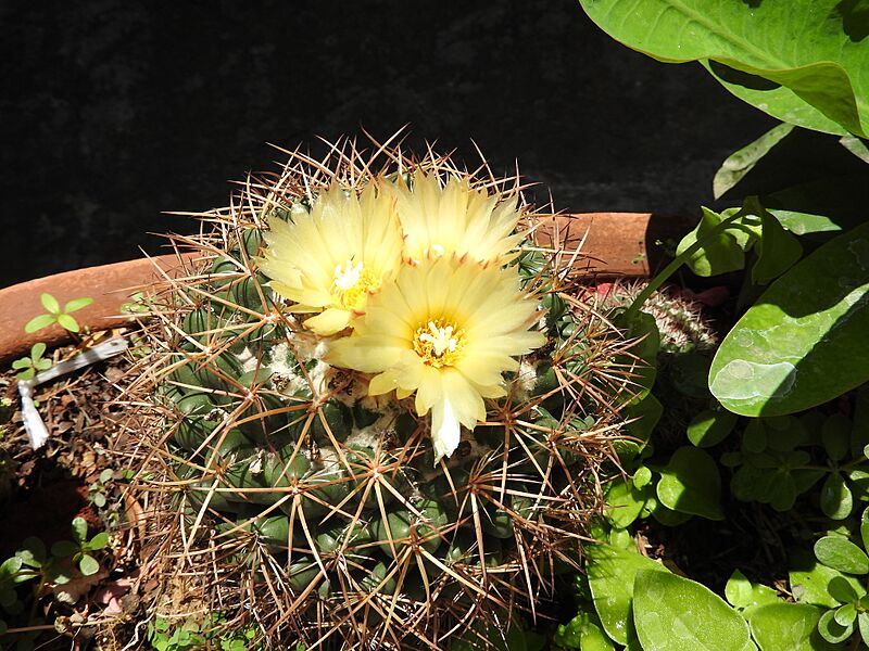Coryphantha ottonis 1