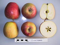 Cross section of Adam's Pearmain (LA 73A), National Fruit Collection (acc. 1976-137).jpg