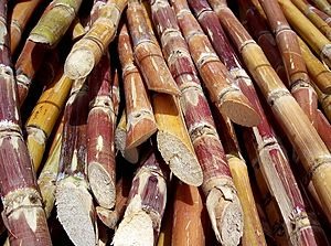 Archivo:Cut sugarcane