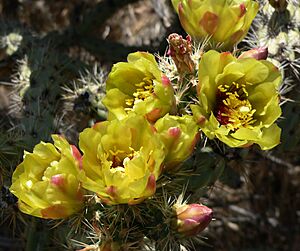 Archivo:Cylindropuntia acanthocarpa var coloradensis 12