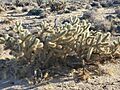 Cylindropuntia wolfii 21