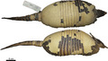 Dasypus mazzai - Feijo et al 2018 holotype