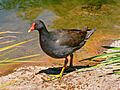 Dusky moorhen442