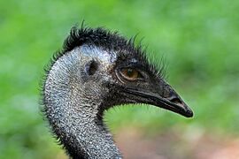 Emu portrait