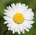 English Daisy (Bellis Perennis)