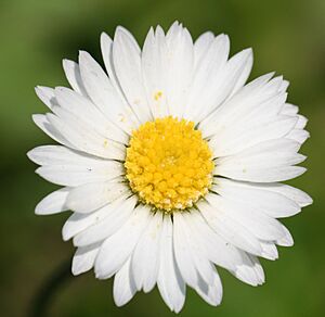 Archivo:English Daisy (Bellis Perennis)